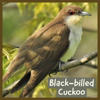 Black-billed Cuckoo